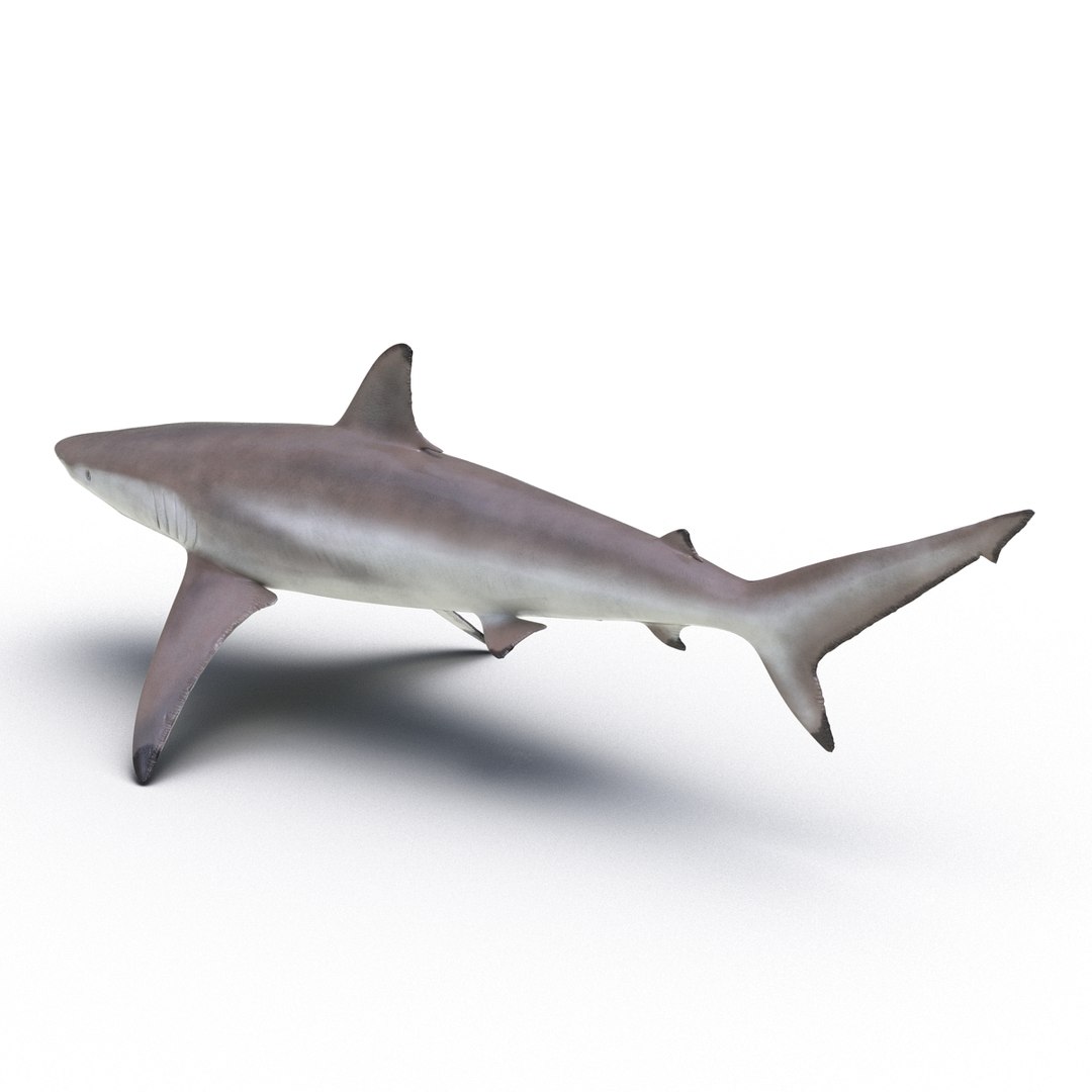 3d model sharks 6 https://p.turbosquid.com/ts-thumb/MQ/PKk83U/3XF2j2iY/sharkscollection3dmodels060/jpg/1452931268/1920x1080/fit_q87/f66193a2d91f67394c3efcbe4c16045604210633/sharkscollection3dmodels060.jpg