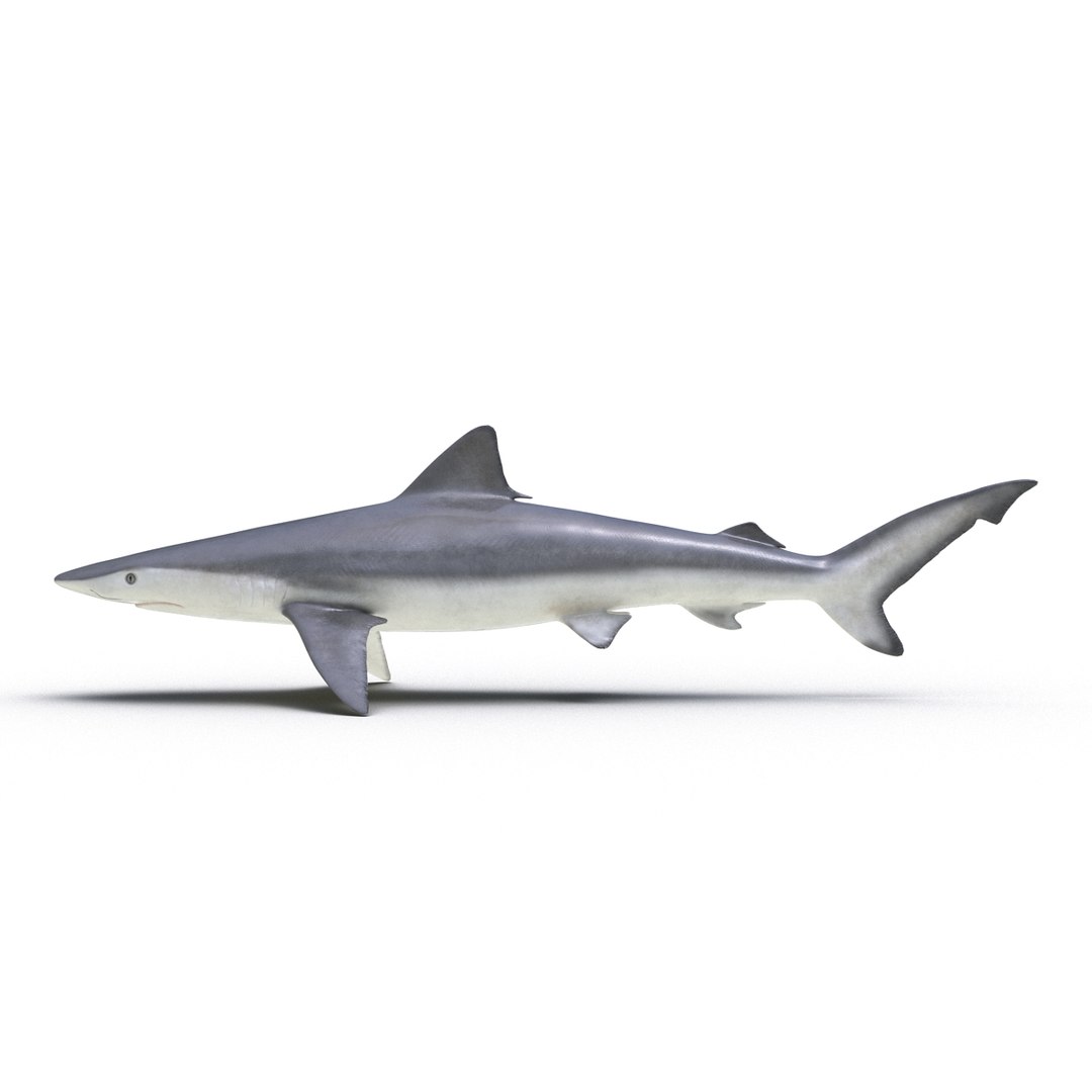 3d model sharks 6 https://p.turbosquid.com/ts-thumb/MQ/PKk83U/6ccbuEAz/sharkscollection3dmodels040/jpg/1452931266/1920x1080/fit_q87/777a90f1f64512cded6c5be54439d84d94d04b40/sharkscollection3dmodels040.jpg