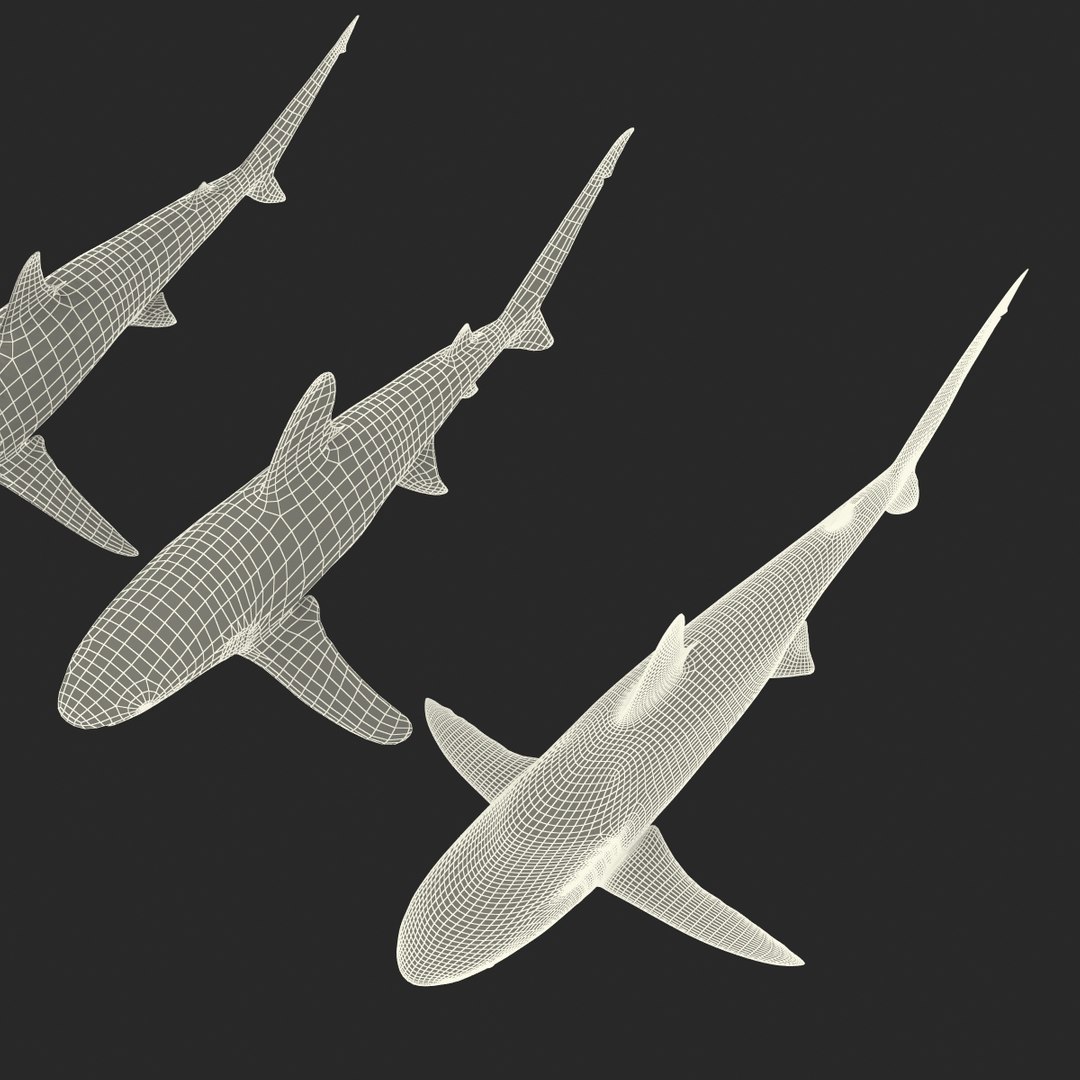3d model sharks 6 https://p.turbosquid.com/ts-thumb/MQ/PKk83U/7ZeOymF6/sharkscollection3dmodels093/jpg/1452931272/1920x1080/fit_q87/8c8af354320e47ab117b6bd9bdfa06e4bc8c6b38/sharkscollection3dmodels093.jpg