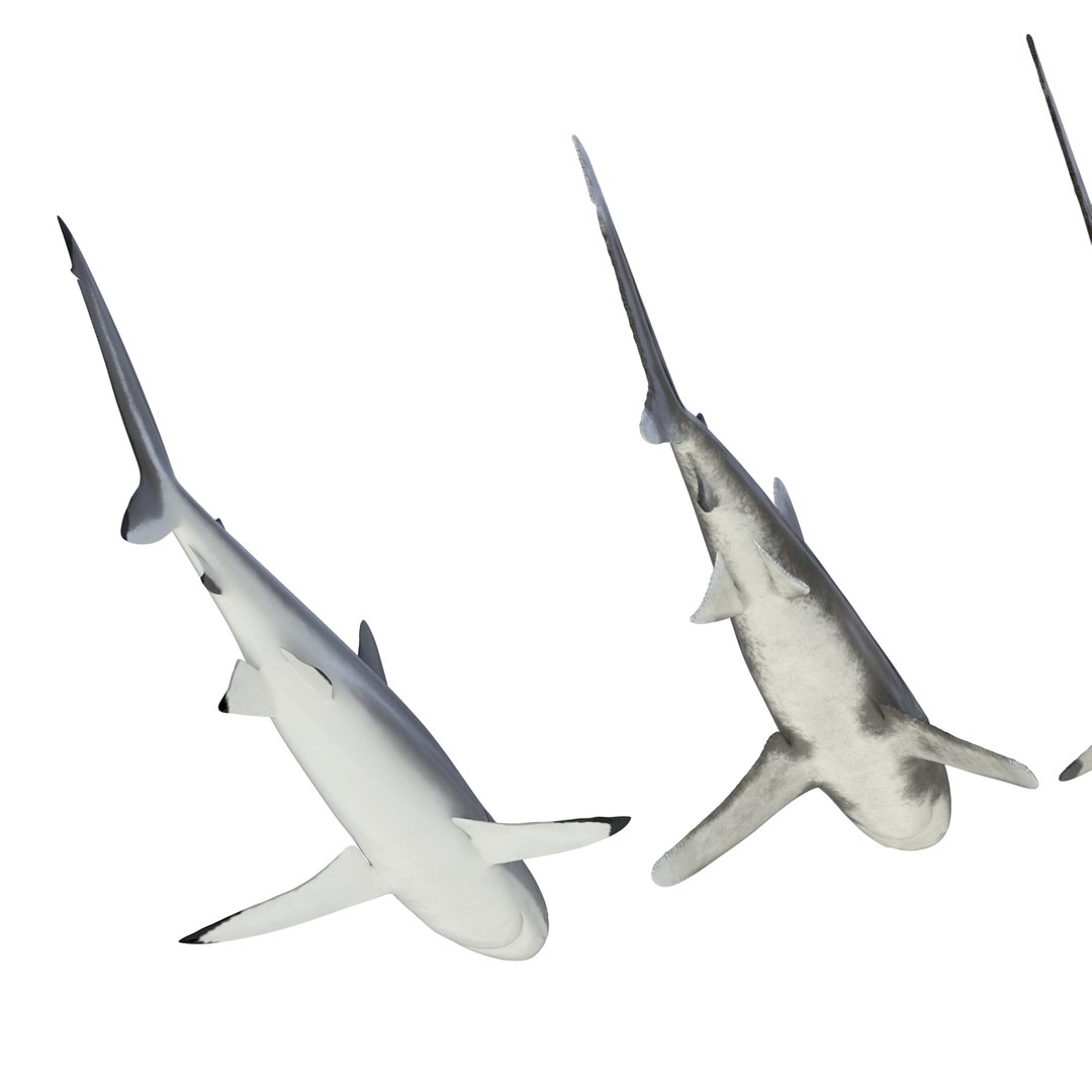 3d model sharks 6 https://p.turbosquid.com/ts-thumb/MQ/PKk83U/7eY9THc2/sharkscollection3dmodels013/jpg/1452931263/1920x1080/fit_q87/f64abb75535fda8db1f3d3513d022acbb3516213/sharkscollection3dmodels013.jpg