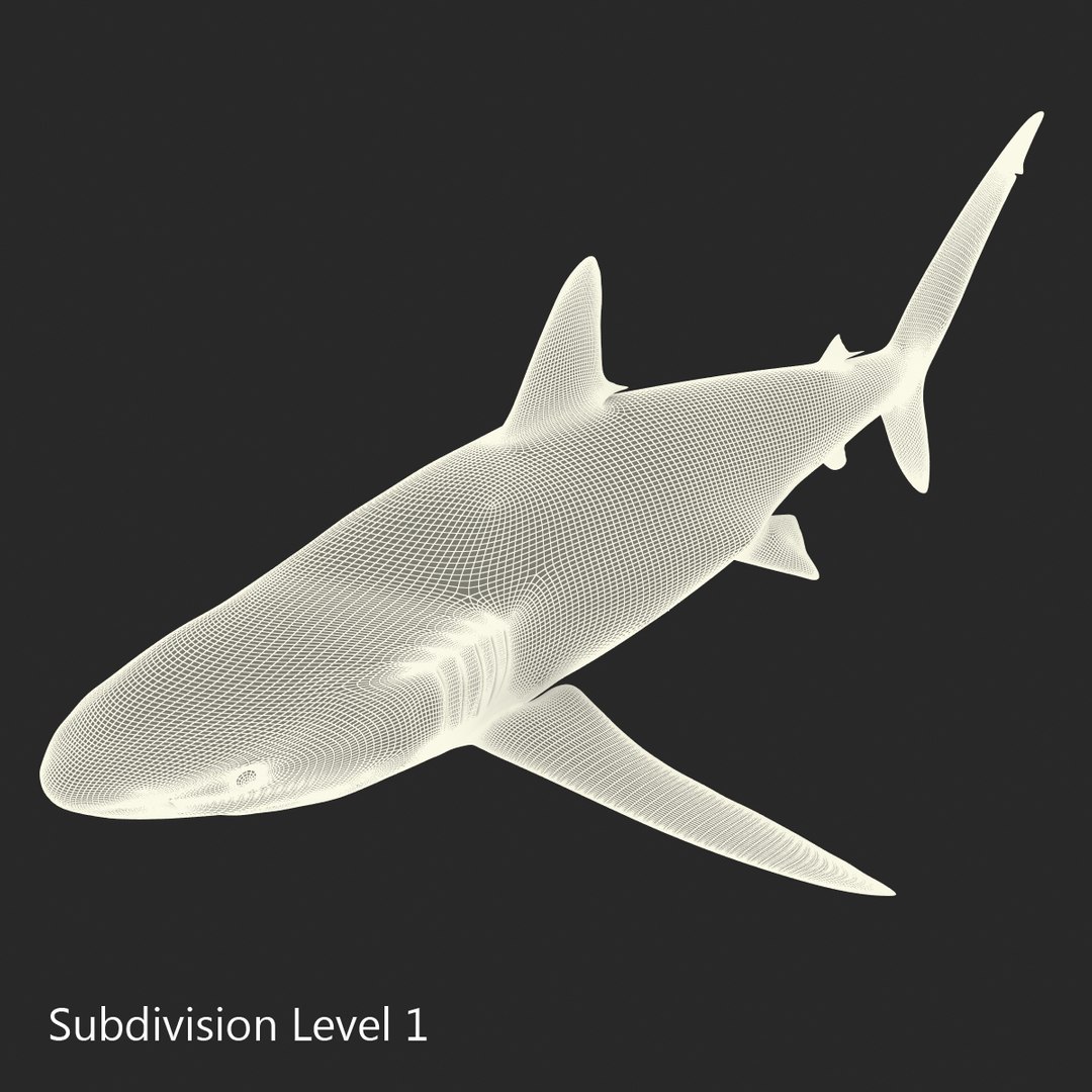 3d model sharks 6 https://p.turbosquid.com/ts-thumb/MQ/PKk83U/7lfuM0zP/sharkscollection3dmodels075/jpg/1452931270/1920x1080/fit_q87/5345e3988e5ab16e53ecbb974db2f1981438654c/sharkscollection3dmodels075.jpg