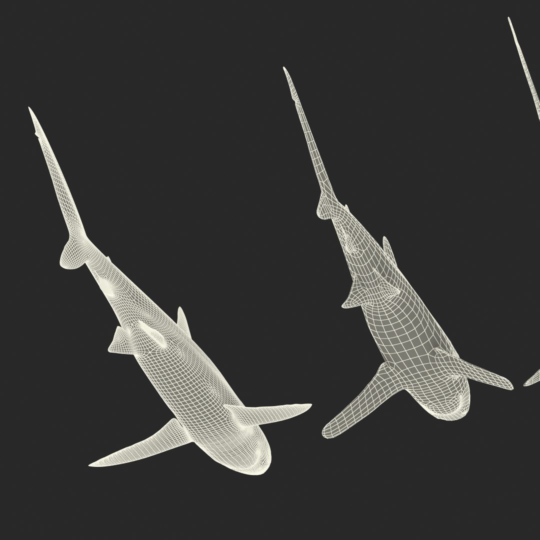 3d model sharks 6 https://p.turbosquid.com/ts-thumb/MQ/PKk83U/E68Ia6el/sharkscollection3dmodels094/jpg/1452931272/1920x1080/fit_q87/27fc52f6dc8833cfdc1e2279f8ad0e8ad19ec427/sharkscollection3dmodels094.jpg