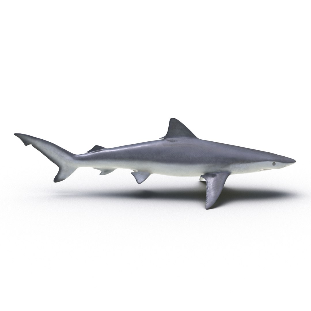 3d model sharks 6 https://p.turbosquid.com/ts-thumb/MQ/PKk83U/Eh57APYU/sharkscollection3dmodels042/jpg/1452931266/1920x1080/fit_q87/36c73bace1739941e0ad2752066c63d3dbb22140/sharkscollection3dmodels042.jpg