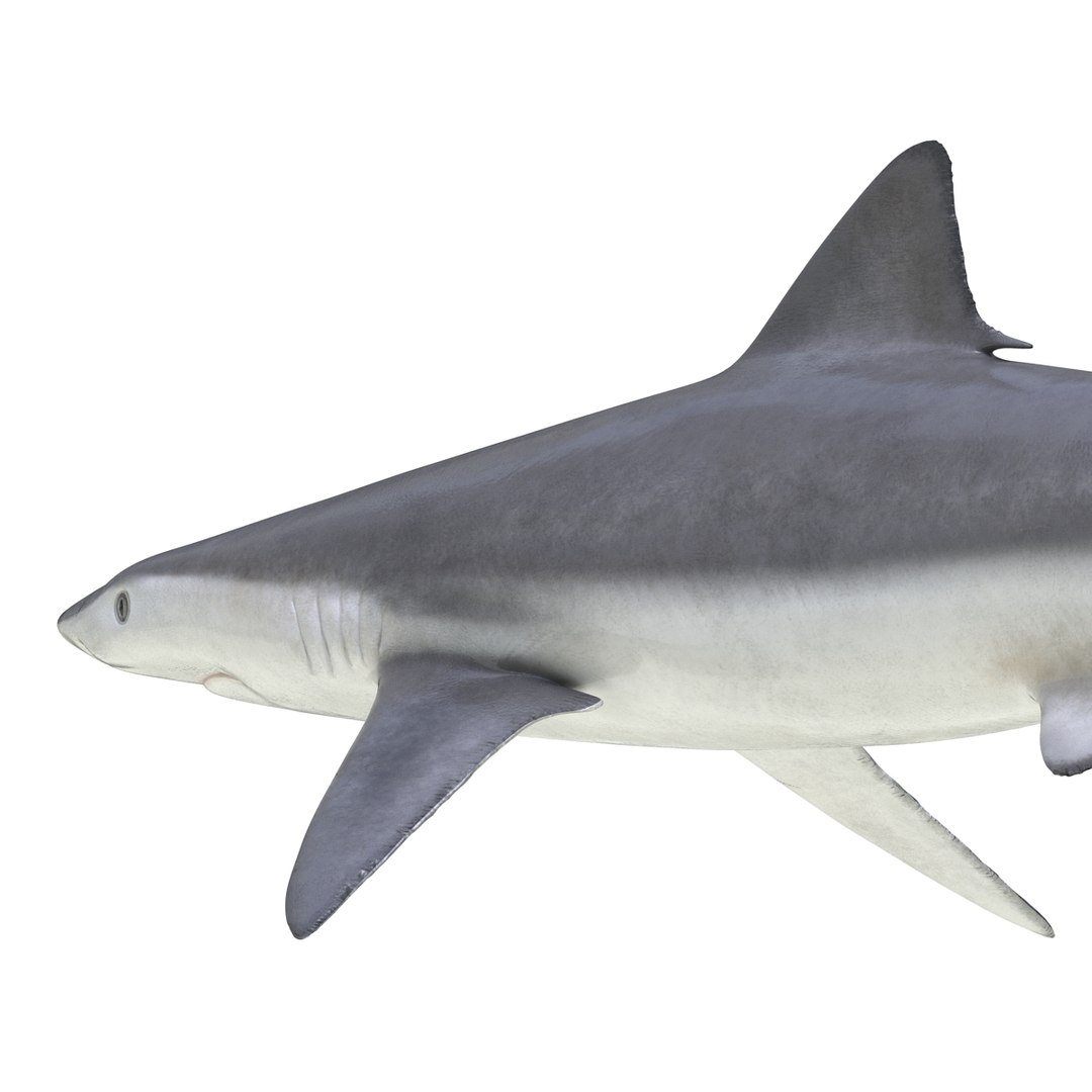 3d model sharks 6 https://p.turbosquid.com/ts-thumb/MQ/PKk83U/ExoWy6CB/sharkscollection3dmodels054/jpg/1452931267/1920x1080/fit_q87/3a99d618ae8b5b6f485e69034eda497e1c330f01/sharkscollection3dmodels054.jpg