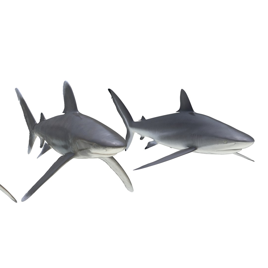 3d model sharks 6 https://p.turbosquid.com/ts-thumb/MQ/PKk83U/F7CS6LB5/sharkscollection3dmodels011/jpg/1452931263/1920x1080/fit_q87/2d5527ca0443da7be6f0b2f8b98200c67803d9e3/sharkscollection3dmodels011.jpg