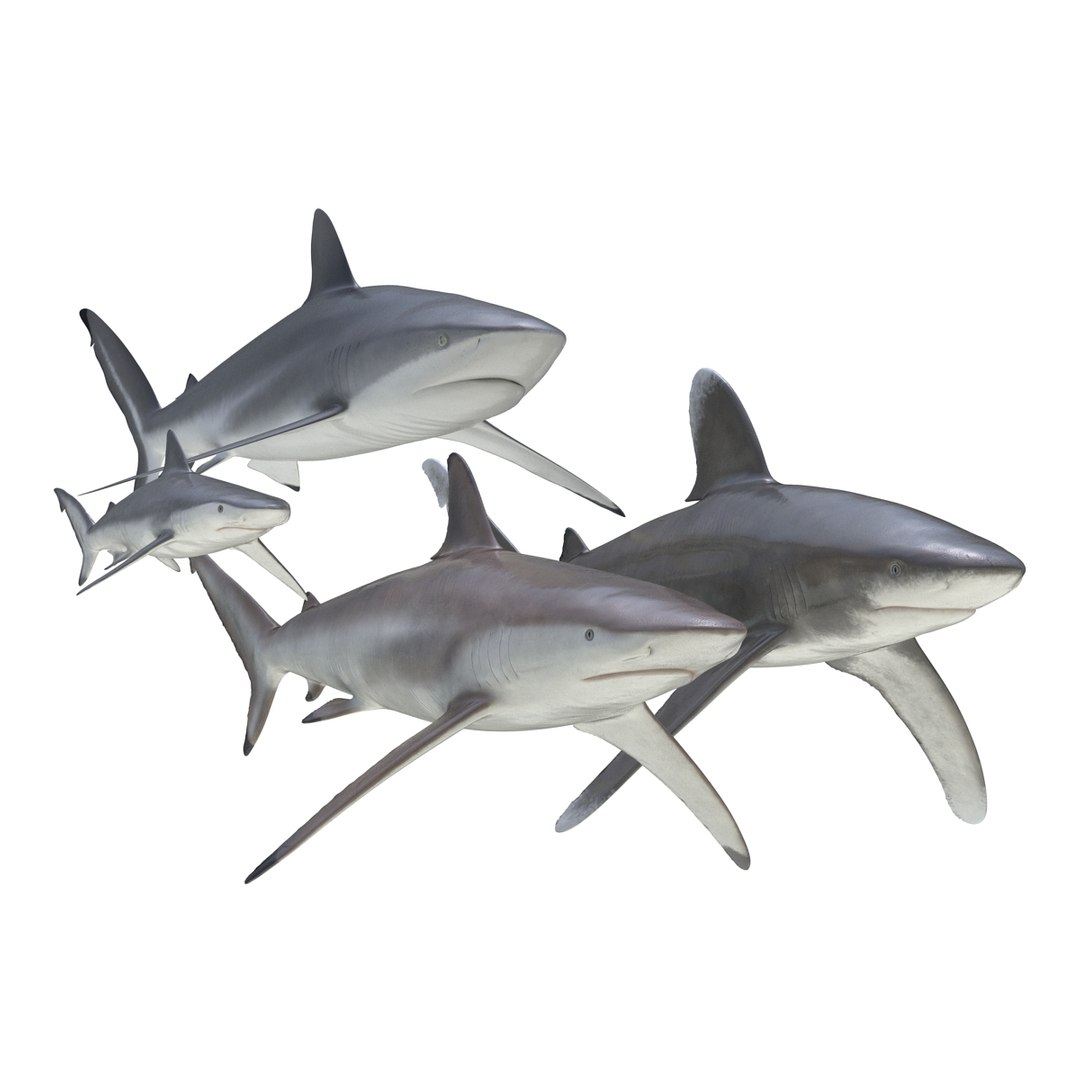 3d model sharks 6 https://p.turbosquid.com/ts-thumb/MQ/PKk83U/FqFjITpc/sharkscollection3dmodels004/jpg/1452931262/1920x1080/fit_q87/f3f2e0e27106b2b686da653d411cc4c016d3043a/sharkscollection3dmodels004.jpg