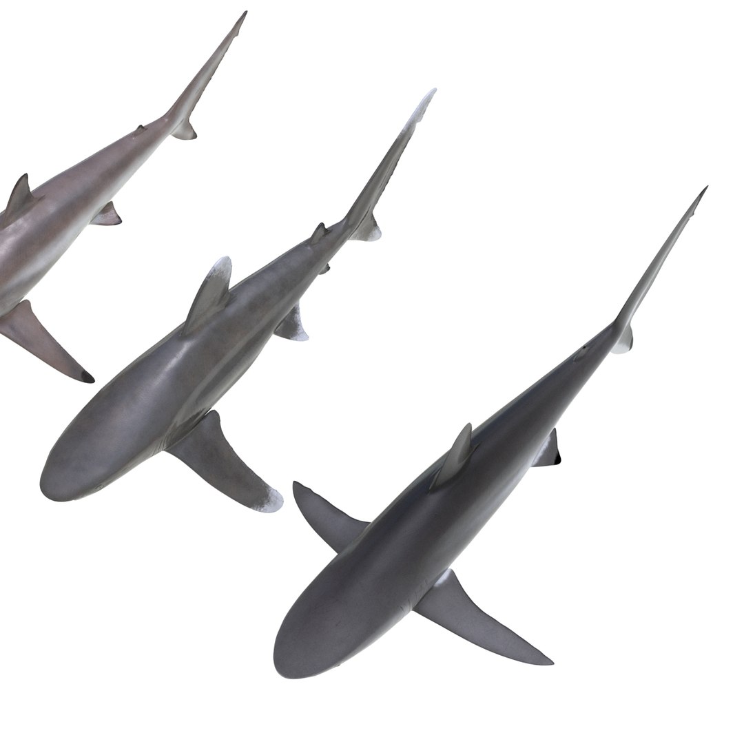 3d model sharks 6 https://p.turbosquid.com/ts-thumb/MQ/PKk83U/HHhIB0dl/sharkscollection3dmodels012/jpg/1452931263/1920x1080/fit_q87/f6ccc712cb6fd63961b935ef93b39a40391576f4/sharkscollection3dmodels012.jpg