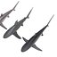 Sharks Collection 6