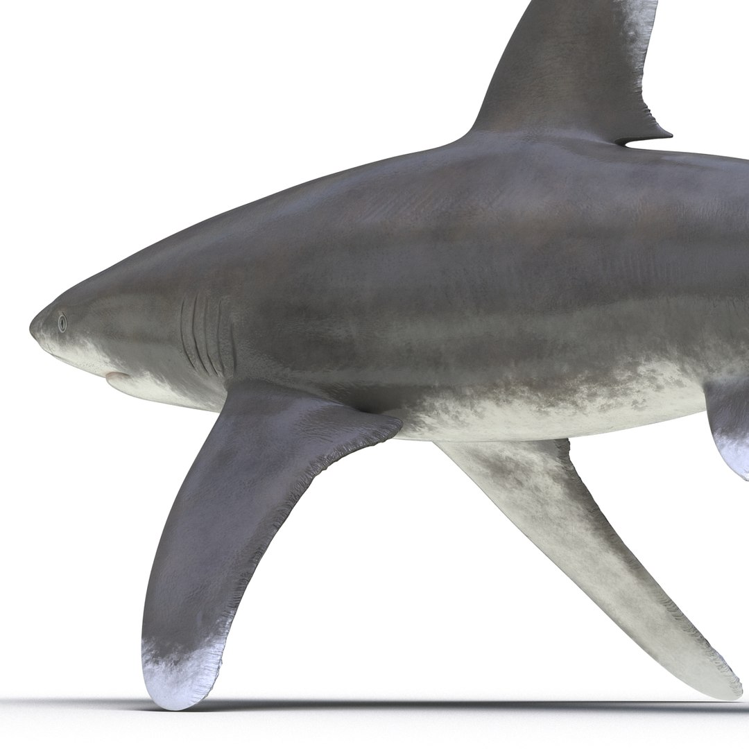 3d model sharks 6 https://p.turbosquid.com/ts-thumb/MQ/PKk83U/HW0XGcZO/sharkscollection3dmodels026/jpg/1452931264/1920x1080/fit_q87/957f68061b3e9e47f3e382e5888c74a181127b91/sharkscollection3dmodels026.jpg