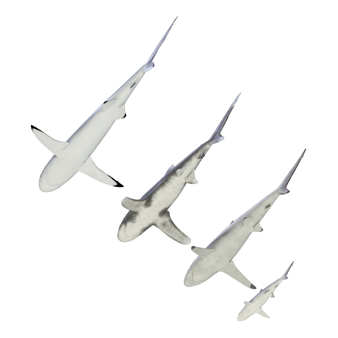 3d model sharks 6 https://p.turbosquid.com/ts-thumb/MQ/PKk83U/IovW7a92/sharkscollection3dmodels003/jpg/1452931262/1920x1080/fit_q87/ef2a2c03e422481153f2452aa8671b627ecfe689/sharkscollection3dmodels003.jpg