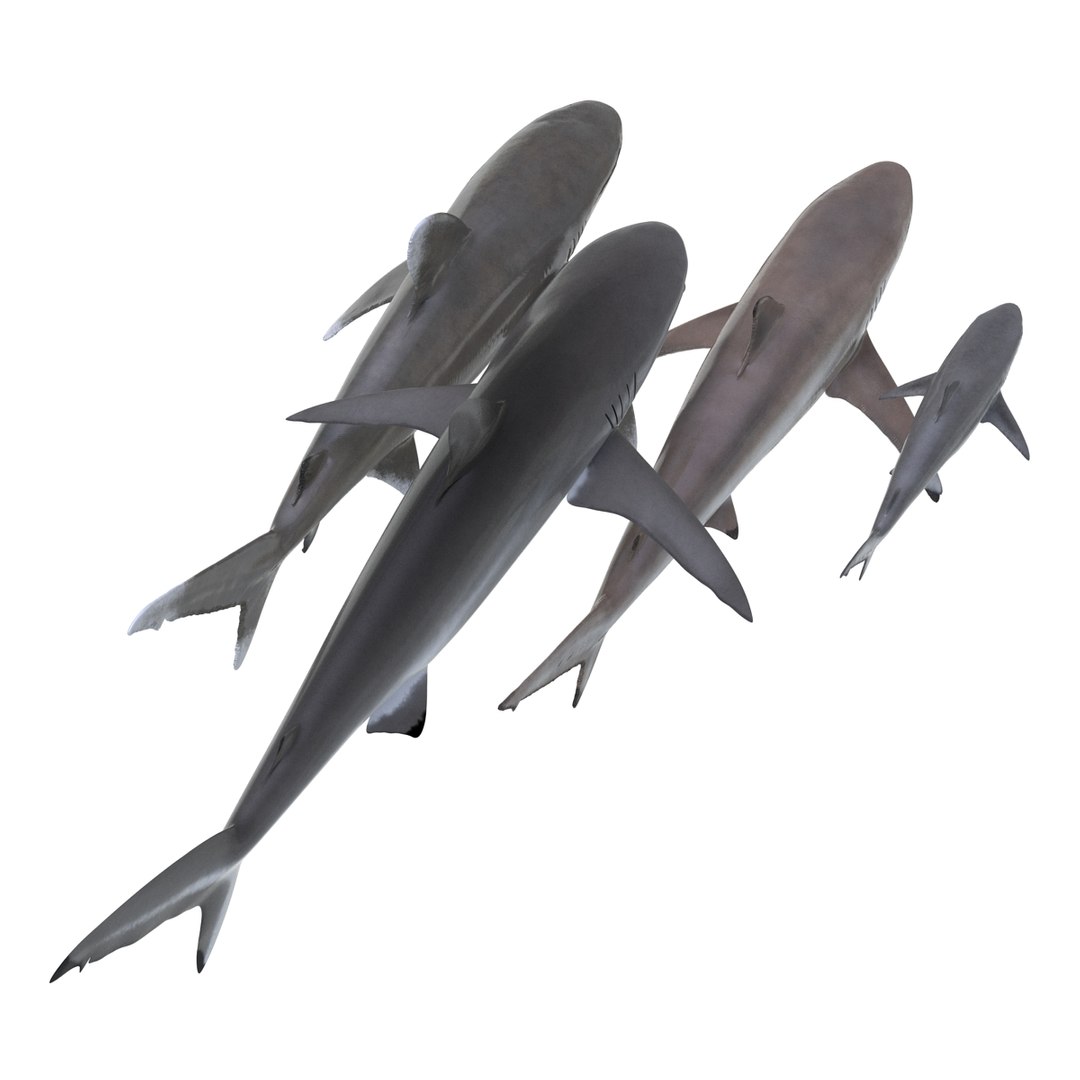 3d model sharks 6 https://p.turbosquid.com/ts-thumb/MQ/PKk83U/JwZvTtew/sharkscollection3dmodels007/jpg/1452931263/1920x1080/fit_q87/02dd7957f22dd5b60a1c2dddfb7c714aa458f6b9/sharkscollection3dmodels007.jpg