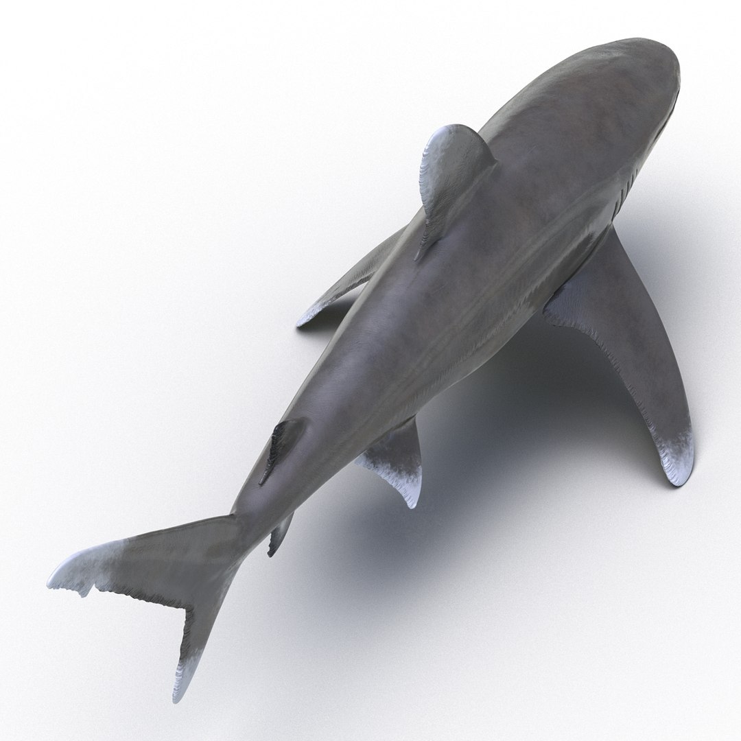 3d model sharks 6 https://p.turbosquid.com/ts-thumb/MQ/PKk83U/KnJmRaD5/sharkscollection3dmodels021/jpg/1452931264/1920x1080/fit_q87/fac916a5fd6121b59dc5c256bfcd447e1937a16f/sharkscollection3dmodels021.jpg