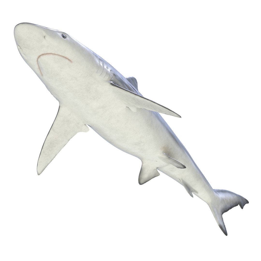 3d model sharks 6 https://p.turbosquid.com/ts-thumb/MQ/PKk83U/LazIDQ2J/sharkscollection3dmodels048/jpg/1452931267/1920x1080/fit_q87/c1ea184ef6cad6e5766ce201191e4da132f06156/sharkscollection3dmodels048.jpg