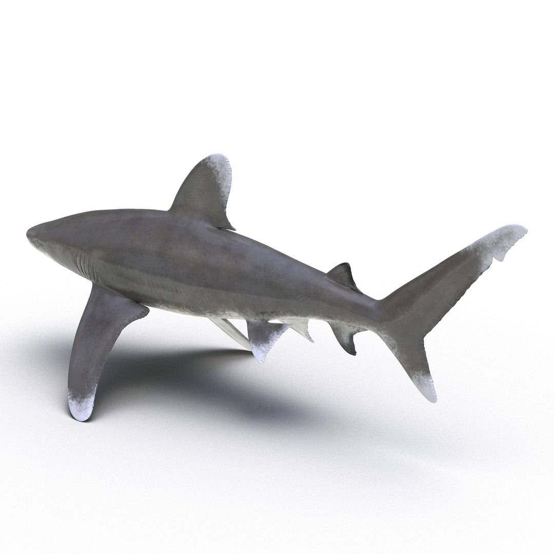 3d model sharks 6 https://p.turbosquid.com/ts-thumb/MQ/PKk83U/LdpTFnaW/sharkscollection3dmodels019/jpg/1452931264/1920x1080/fit_q87/1e5878f0143dab5374bf73e388a97fae4d326a3c/sharkscollection3dmodels019.jpg