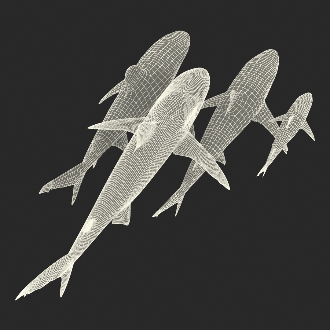 3d model sharks 6 https://p.turbosquid.com/ts-thumb/MQ/PKk83U/OXHdFD2P/sharkscollection3dmodels090/jpg/1452931271/1920x1080/fit_q87/d9dde541b086550578a2f37d7c007b3db90bb146/sharkscollection3dmodels090.jpg