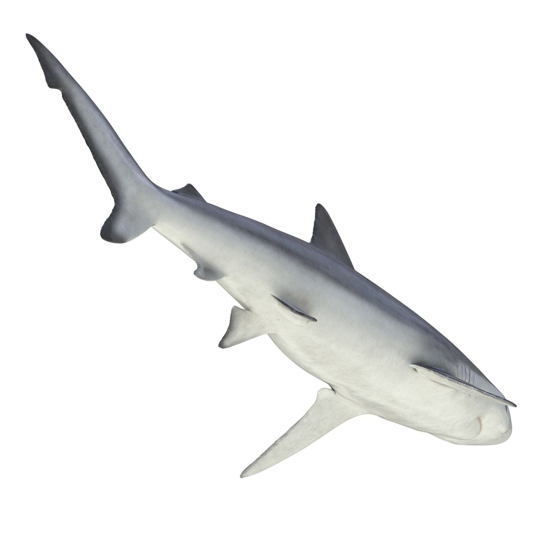 3d model sharks 6 https://p.turbosquid.com/ts-thumb/MQ/PKk83U/OZhr2z0l/sharkscollection3dmodels049/jpg/1452931267/1920x1080/fit_q87/10951ea9bc7ec9b3db14bb6de636575eb490b95c/sharkscollection3dmodels049.jpg