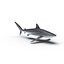 3d model sharks 6