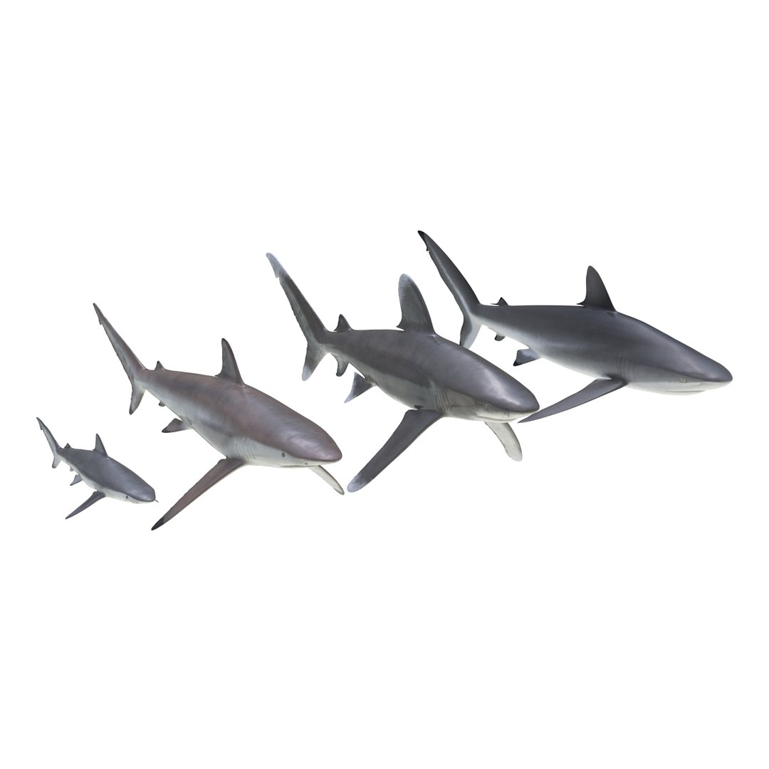 3d model sharks 6 https://p.turbosquid.com/ts-thumb/MQ/PKk83U/PrhOHJal/sharkscollection3dmodels001/jpg/1452931261/1920x1080/fit_q87/5f8755e89011b9a5abc71ea996d673cdc1f5d01c/sharkscollection3dmodels001.jpg