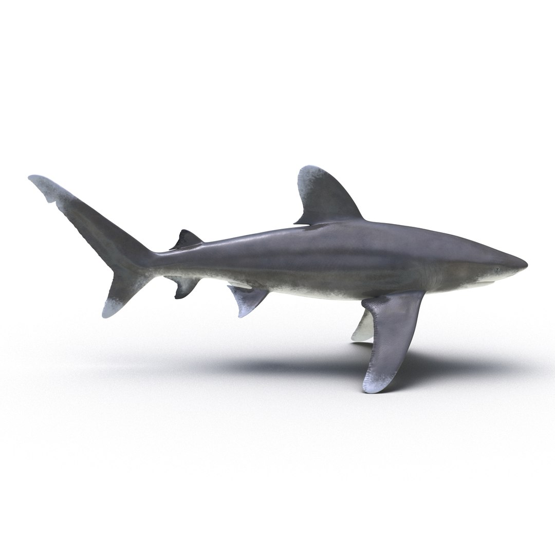 3d model sharks 6 https://p.turbosquid.com/ts-thumb/MQ/PKk83U/Q5fUmwcI/sharkscollection3dmodels017/jpg/1452931264/1920x1080/fit_q87/0c9c04eadd6df3a77cd2a17311c7c5f58ce5bb91/sharkscollection3dmodels017.jpg