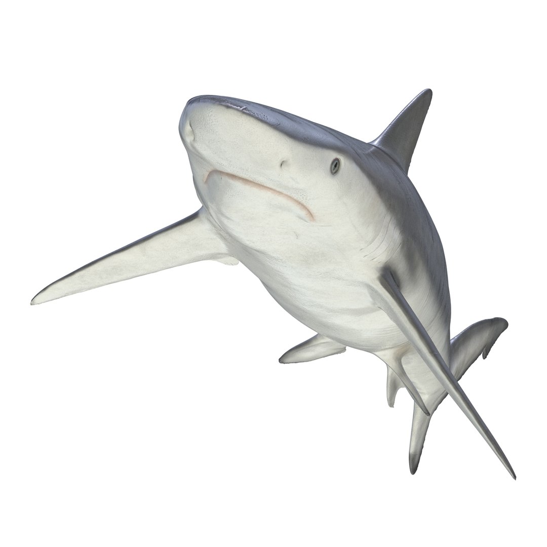 3d model sharks 6 https://p.turbosquid.com/ts-thumb/MQ/PKk83U/R8gdX1VA/sharkscollection3dmodels051/jpg/1452931267/1920x1080/fit_q87/0edfb9dd3973143dda49f6848ef99b0b8ebc8f08/sharkscollection3dmodels051.jpg