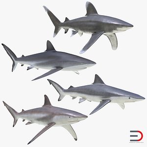Sharks Collection 6