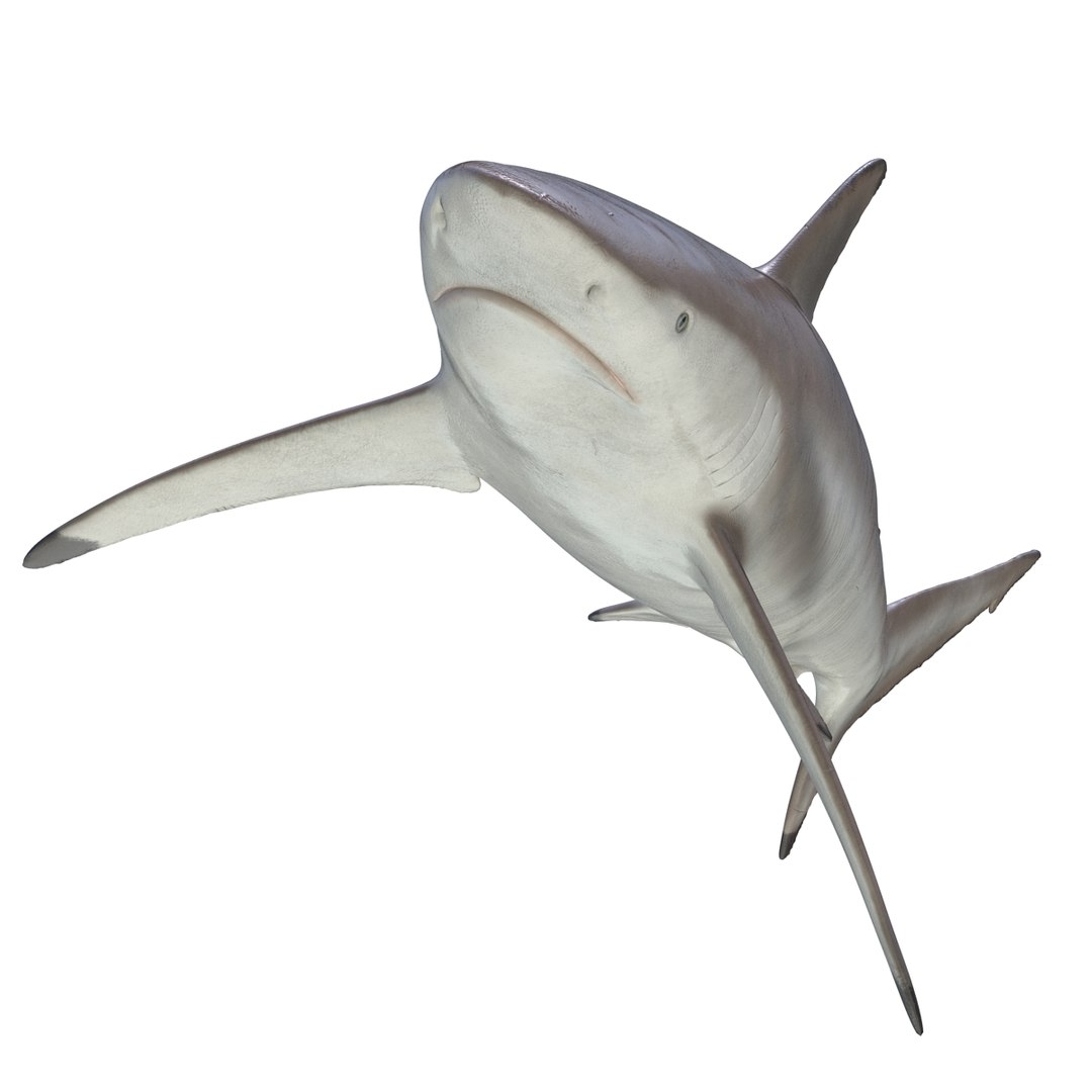 3d model sharks 6 https://p.turbosquid.com/ts-thumb/MQ/PKk83U/SOV1hAG8/sharkscollection3dmodels065/jpg/1452931269/1920x1080/fit_q87/1449b8b6d5d3ba1632983fc6aac844c0ee9ddb65/sharkscollection3dmodels065.jpg