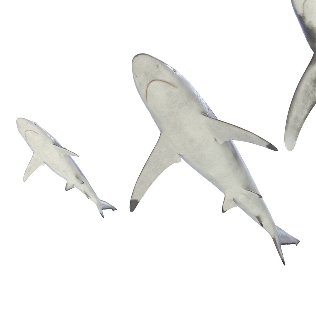 3d model sharks 6 https://p.turbosquid.com/ts-thumb/MQ/PKk83U/StBQAiXh/sharkscollection3dmodels009/jpg/1452931263/1920x1080/fit_q87/6b35b2534637cd7563b3d353303779ba2ce333f9/sharkscollection3dmodels009.jpg