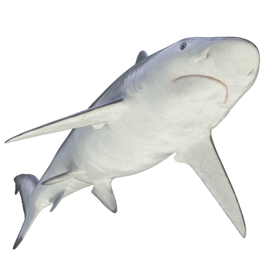 3d model sharks 6 https://p.turbosquid.com/ts-thumb/MQ/PKk83U/XrVQckUK/sharkscollection3dmodels050/jpg/1452931267/1920x1080/fit_q87/4197b387db13958f10df2dac02c776ad9e211935/sharkscollection3dmodels050.jpg