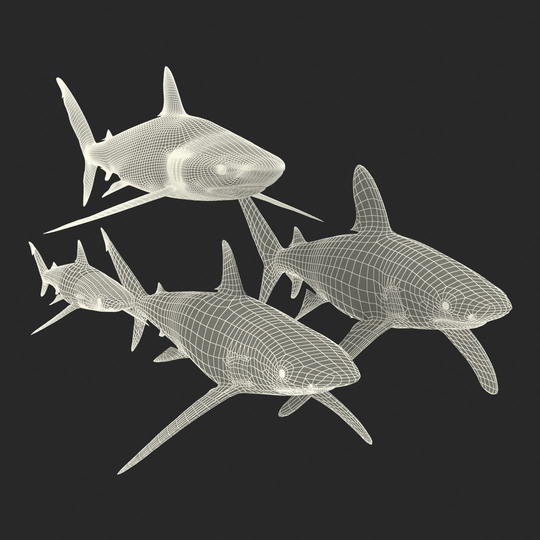 3d model sharks 6 https://p.turbosquid.com/ts-thumb/MQ/PKk83U/ZaO1wbnc/sharkscollection3dmodels089/jpg/1452931271/1920x1080/fit_q87/062c4a1cc83a650e508ebe322c848ad8d53ced36/sharkscollection3dmodels089.jpg