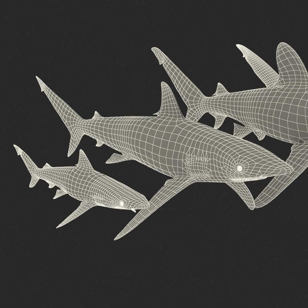 3d model sharks 6 https://p.turbosquid.com/ts-thumb/MQ/PKk83U/atpo0j0j/sharkscollection3dmodels092/jpg/1452931271/1920x1080/fit_q87/ae236afbc5353265e77675e94edfa4d84c87862d/sharkscollection3dmodels092.jpg