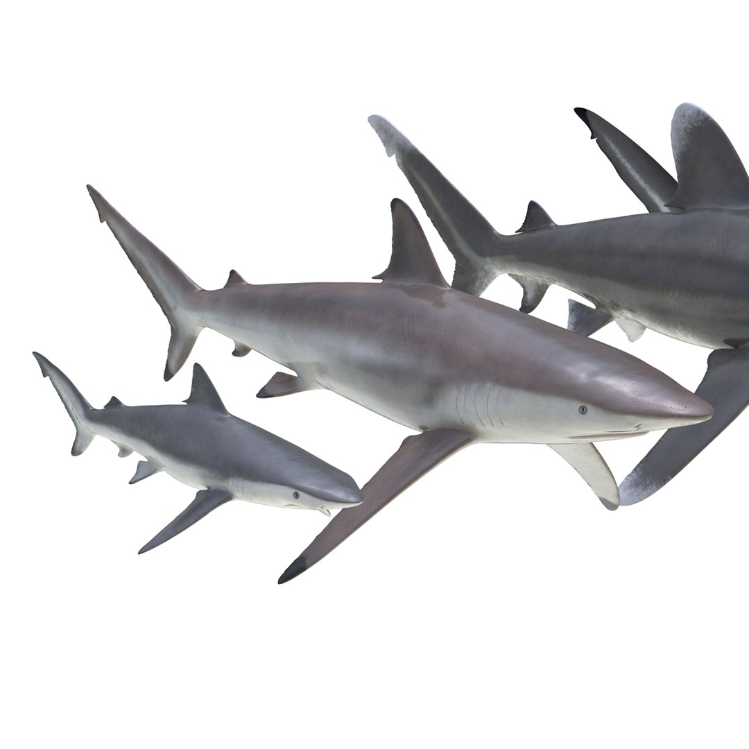 3d model sharks 6 https://p.turbosquid.com/ts-thumb/MQ/PKk83U/cC6aM9ls/sharkscollection3dmodels008/jpg/1452931263/1920x1080/fit_q87/09495981bcc525c47e0a73756e63bb0b59896b41/sharkscollection3dmodels008.jpg