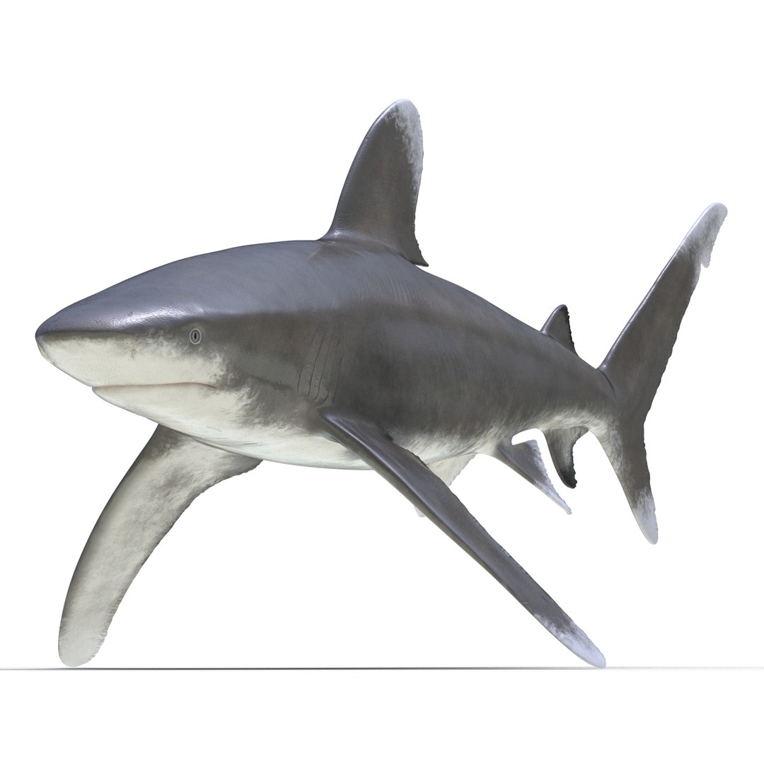 3d model sharks 6 https://p.turbosquid.com/ts-thumb/MQ/PKk83U/dvprrTPc/sharkscollection3dmodels020/jpg/1452931264/1920x1080/fit_q87/d4d1b8dfd56847c8318e9737f9cc50e03f9031a9/sharkscollection3dmodels020.jpg