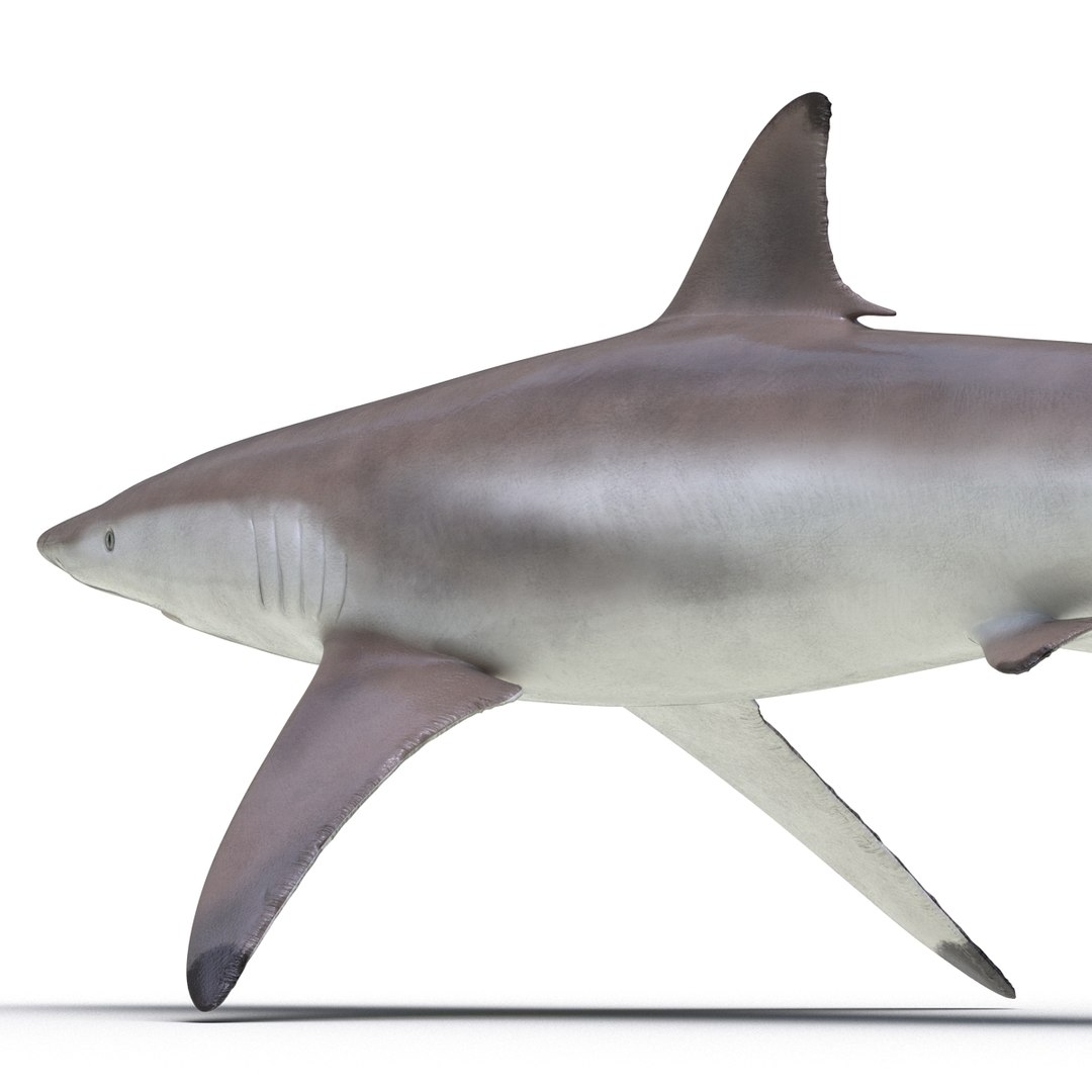 3d model sharks 6 https://p.turbosquid.com/ts-thumb/MQ/PKk83U/eEZIqB06/sharkscollection3dmodels069/jpg/1452931269/1920x1080/fit_q87/080e690dfdf7956dc5c4d97394e9232cd895e642/sharkscollection3dmodels069.jpg