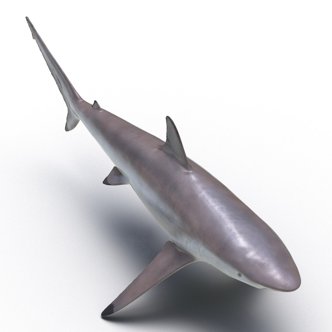 3d model sharks 6 https://p.turbosquid.com/ts-thumb/MQ/PKk83U/frj60U8S/sharkscollection3dmodels061/jpg/1452931268/1920x1080/fit_q87/0aa4fa1cbad850d908bc184ce9bb674c9da35cb6/sharkscollection3dmodels061.jpg