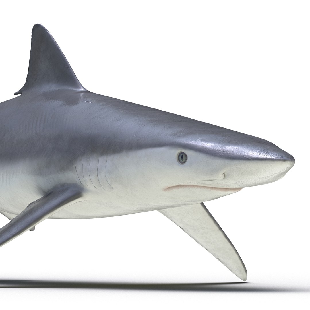 3d model sharks 6 https://p.turbosquid.com/ts-thumb/MQ/PKk83U/gItsLsmw/sharkscollection3dmodels053/jpg/1452931267/1920x1080/fit_q87/c1c30bce3f792ff8e429110a2d30ed60e8b8ee23/sharkscollection3dmodels053.jpg