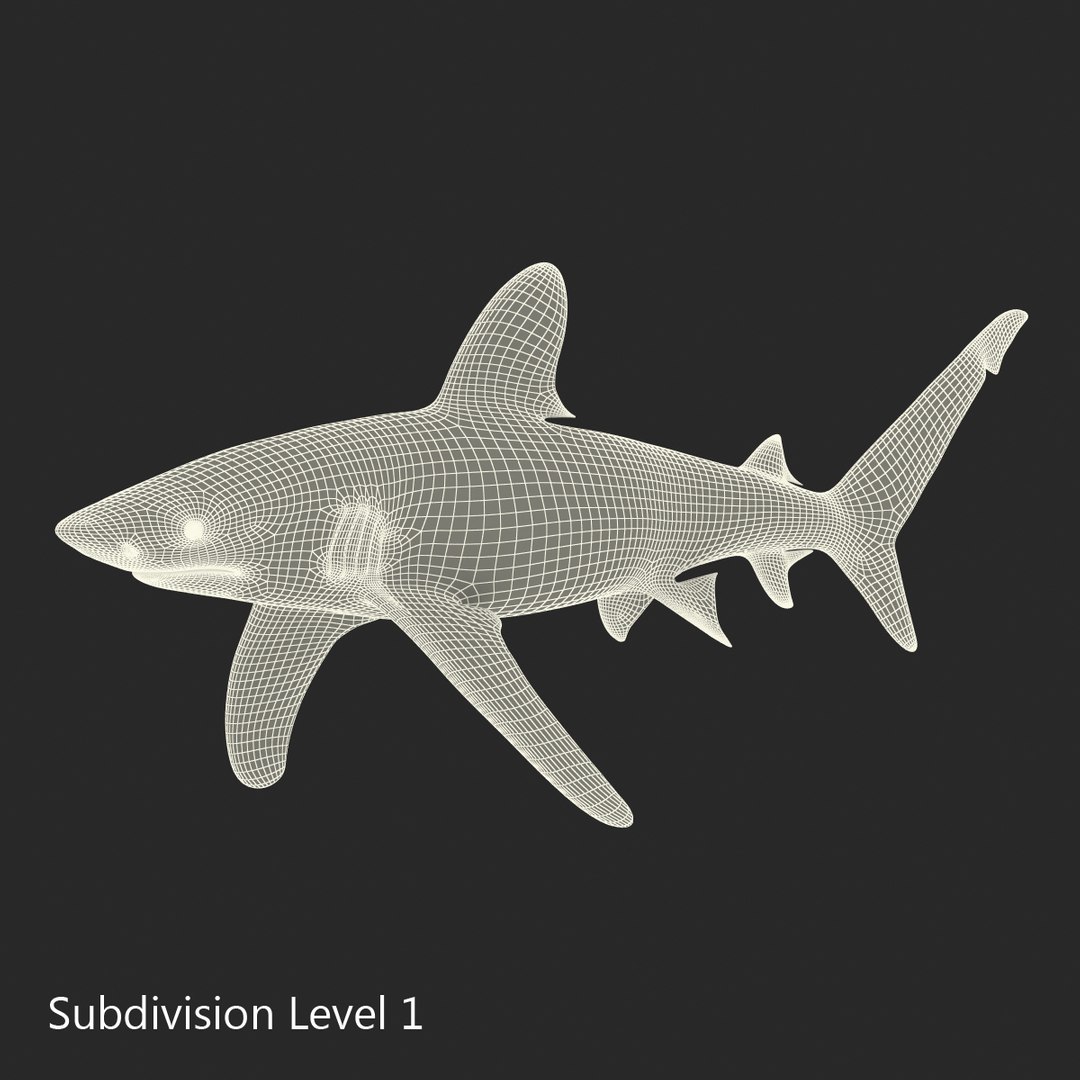 3d model sharks 6 https://p.turbosquid.com/ts-thumb/MQ/PKk83U/hNHppKAN/sharkscollection3dmodels073/jpg/1452931269/1920x1080/fit_q87/284c7b4b3be6f3fd9295ad88219607cc608a2092/sharkscollection3dmodels073.jpg