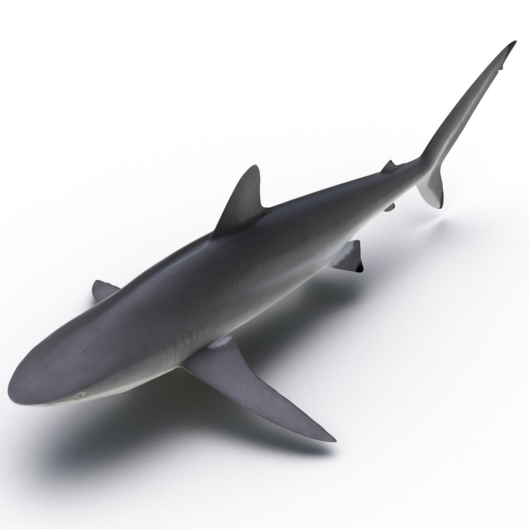 3d model sharks 6 https://p.turbosquid.com/ts-thumb/MQ/PKk83U/hnu2PKwx/sharkscollection3dmodels032/jpg/1452931265/1920x1080/fit_q87/25032c6a333d1515c0be533a4ecfdfb5b5e915fc/sharkscollection3dmodels032.jpg