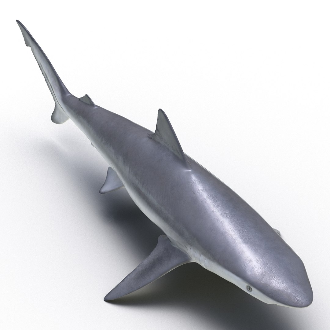 3d model sharks 6 https://p.turbosquid.com/ts-thumb/MQ/PKk83U/iSYkzS3b/sharkscollection3dmodels046/jpg/1452931267/1920x1080/fit_q87/7bd597dd279d1c30f840846a2be7aee9ee14cabc/sharkscollection3dmodels046.jpg