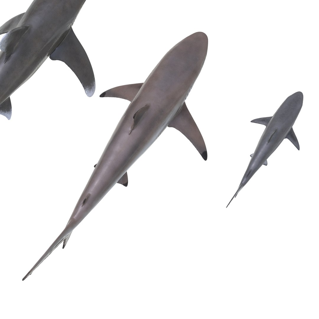 3d model sharks 6 https://p.turbosquid.com/ts-thumb/MQ/PKk83U/kUWXi759/sharkscollection3dmodels010/jpg/1452931263/1920x1080/fit_q87/cf0710dbe1237f7dc971bd706a74101f17f527b5/sharkscollection3dmodels010.jpg