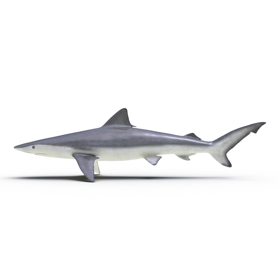 3d model sharks 6 https://p.turbosquid.com/ts-thumb/MQ/PKk83U/kf8r4VIq/smalltail_shark_360/jpg/1452920631/1920x1080/turn_fit_q99/fea633d2f90cb2716e5b8521339764e24ab5b77b/smalltail_shark_360-1.jpg