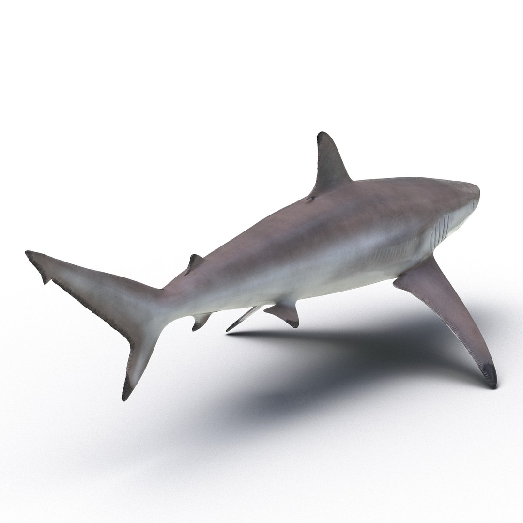 3d model sharks 6 https://p.turbosquid.com/ts-thumb/MQ/PKk83U/lTFbeIE8/sharkscollection3dmodels059/jpg/1452931268/1920x1080/fit_q87/635938e9cbd10e8fc6049b5d30da115ad1f5dfb1/sharkscollection3dmodels059.jpg