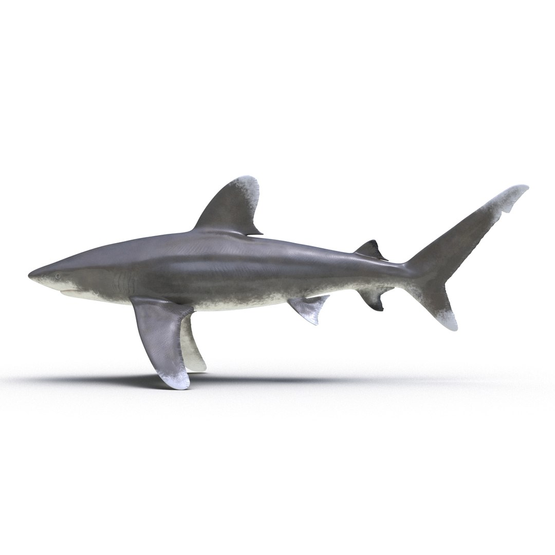 3d model sharks 6 https://p.turbosquid.com/ts-thumb/MQ/PKk83U/nxe2ALz0/sharkscollection3dmodels015/jpg/1452931263/1920x1080/fit_q87/8095a2a6e28283f729996829bb58f686e893919a/sharkscollection3dmodels015.jpg