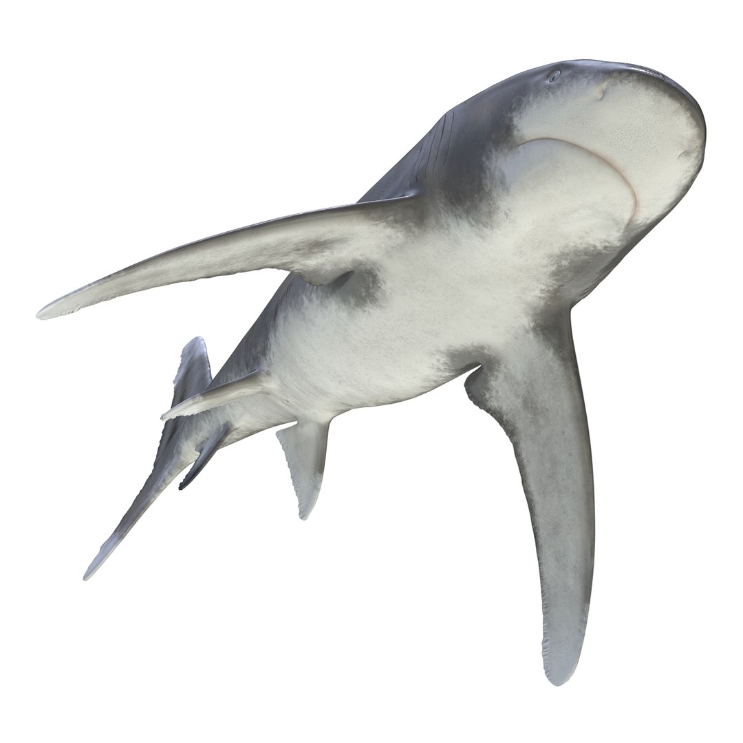 3d model sharks 6 https://p.turbosquid.com/ts-thumb/MQ/PKk83U/oPV5IcTM/sharkscollection3dmodels023/jpg/1452931264/1920x1080/fit_q87/06bf42ec7f8897664b78d4d613919cc125b4a3fc/sharkscollection3dmodels023.jpg