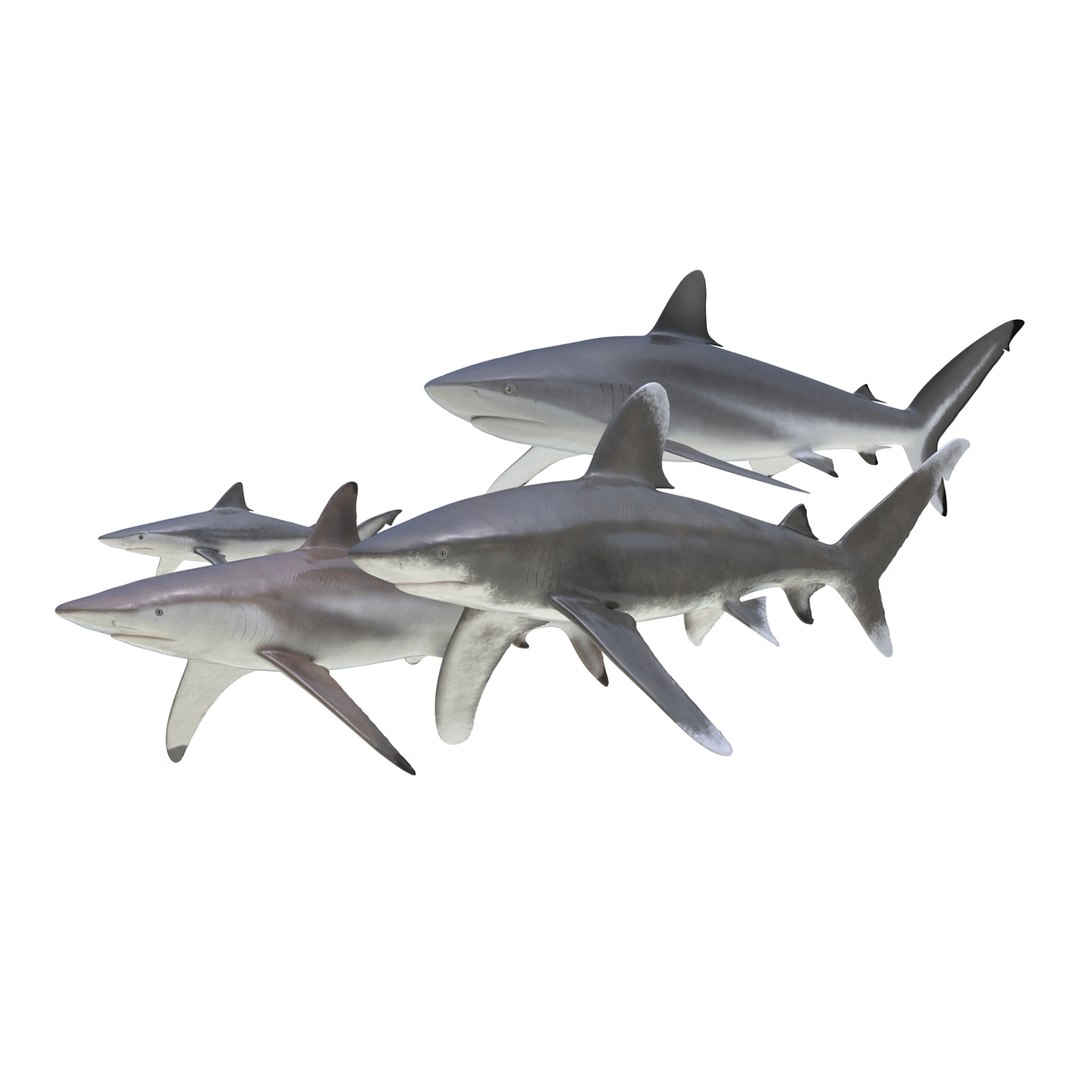 3d model sharks 6 https://p.turbosquid.com/ts-thumb/MQ/PKk83U/uKAcK3Uq/sharkscollection3dmodels005/jpg/1452931262/1920x1080/fit_q87/ff5b7900f206990389527acbd6f62546358456ff/sharkscollection3dmodels005.jpg