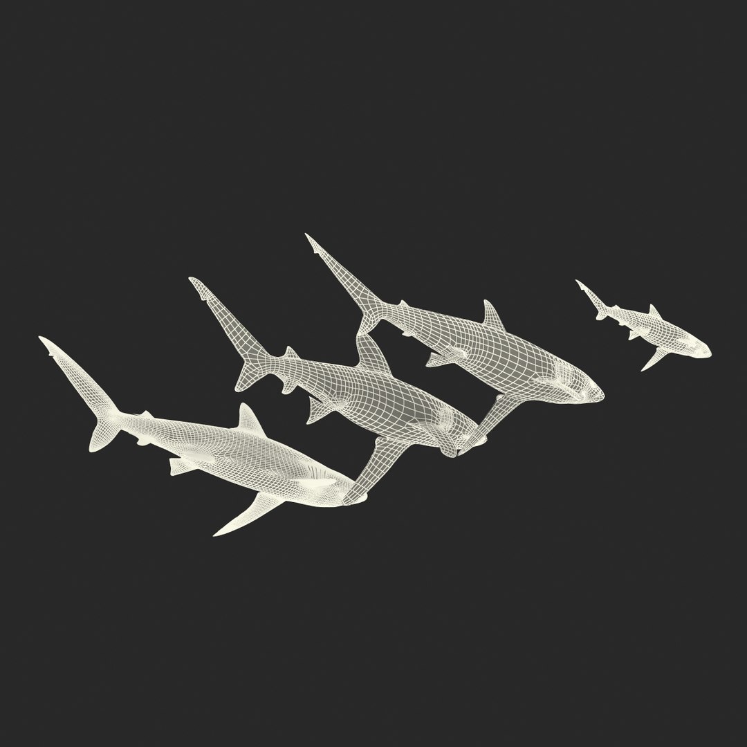 3d model sharks 6 https://p.turbosquid.com/ts-thumb/MQ/PKk83U/xvEgEWKw/sharkscollection3dmodels087/jpg/1452931271/1920x1080/fit_q87/401f59283867c961c417fa0f9e459dd786ee7d0d/sharkscollection3dmodels087.jpg