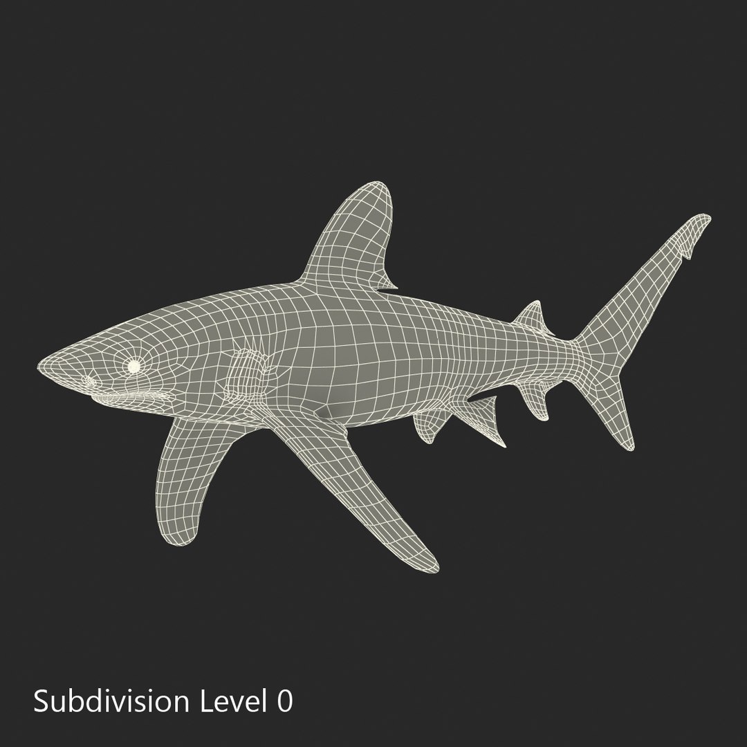 3d model sharks 6 https://p.turbosquid.com/ts-thumb/MQ/PKk83U/yqX4p6eF/sharkscollection3dmodels072/jpg/1452931269/1920x1080/fit_q87/add50086969c4769f832c4a1e36c01b683affdba/sharkscollection3dmodels072.jpg