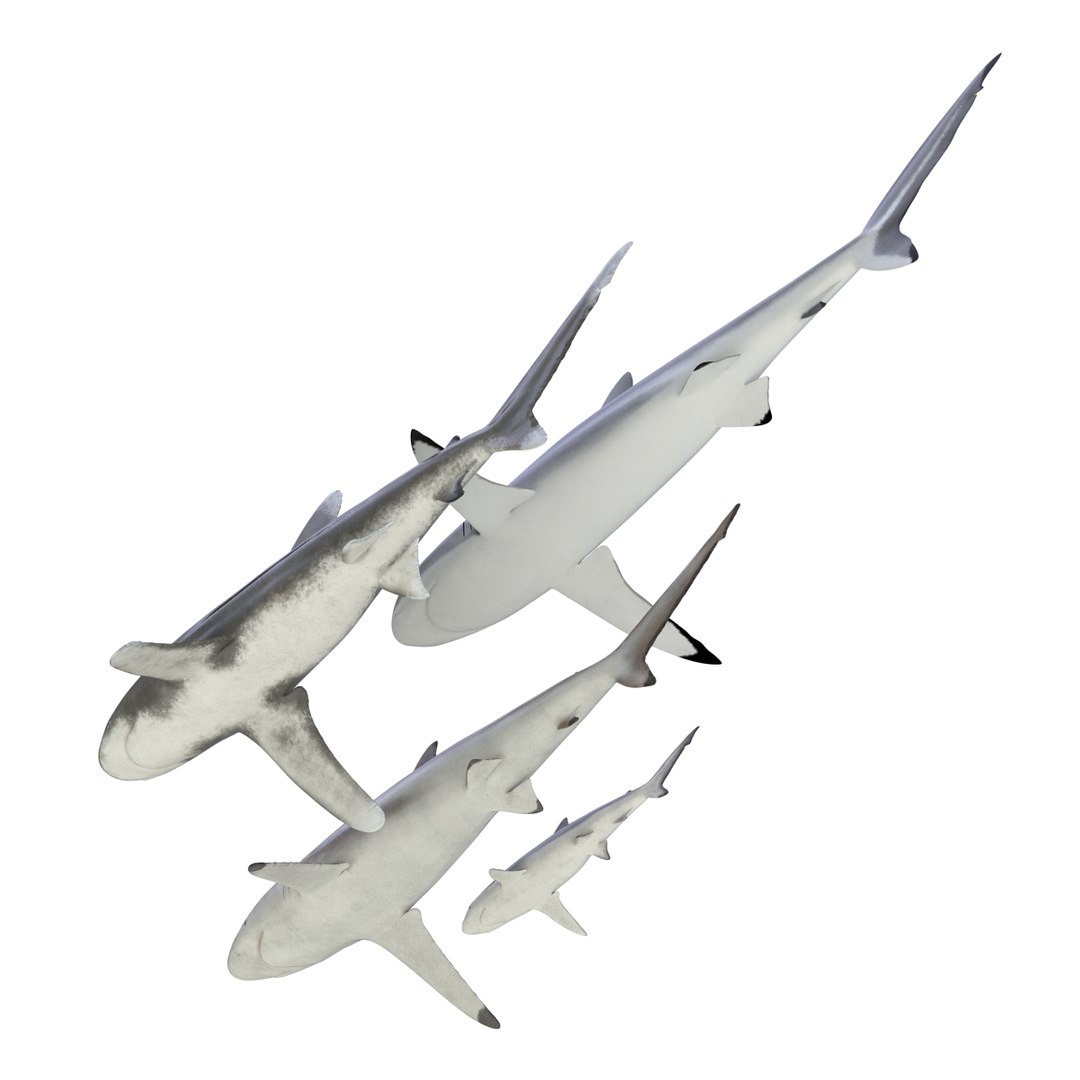 3d model sharks 6 https://p.turbosquid.com/ts-thumb/MQ/PKk83U/zT5DNioP/sharkscollection3dmodels006/jpg/1452931262/1920x1080/fit_q87/e96ecdca70aed00cf1d0009838792b6a65739fa0/sharkscollection3dmodels006.jpg