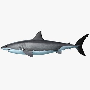 Great White Shark