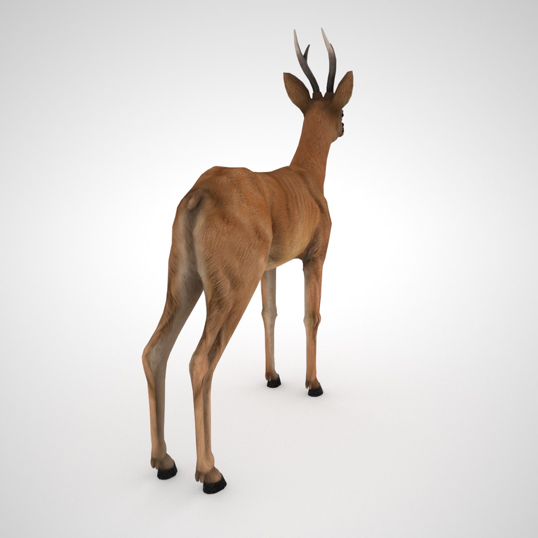 roe deer male - model https://p.turbosquid.com/ts-thumb/MQ/aH0PDs/8wuR3cR4/roedeer_male0003/png/1530332426/1920x1080/fit_q87/381af035e77a6d44a41fee8568f44fa5c0d9b8b3/roedeer_male0003.jpg