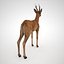 Sarna - Samiec - Low Poly
